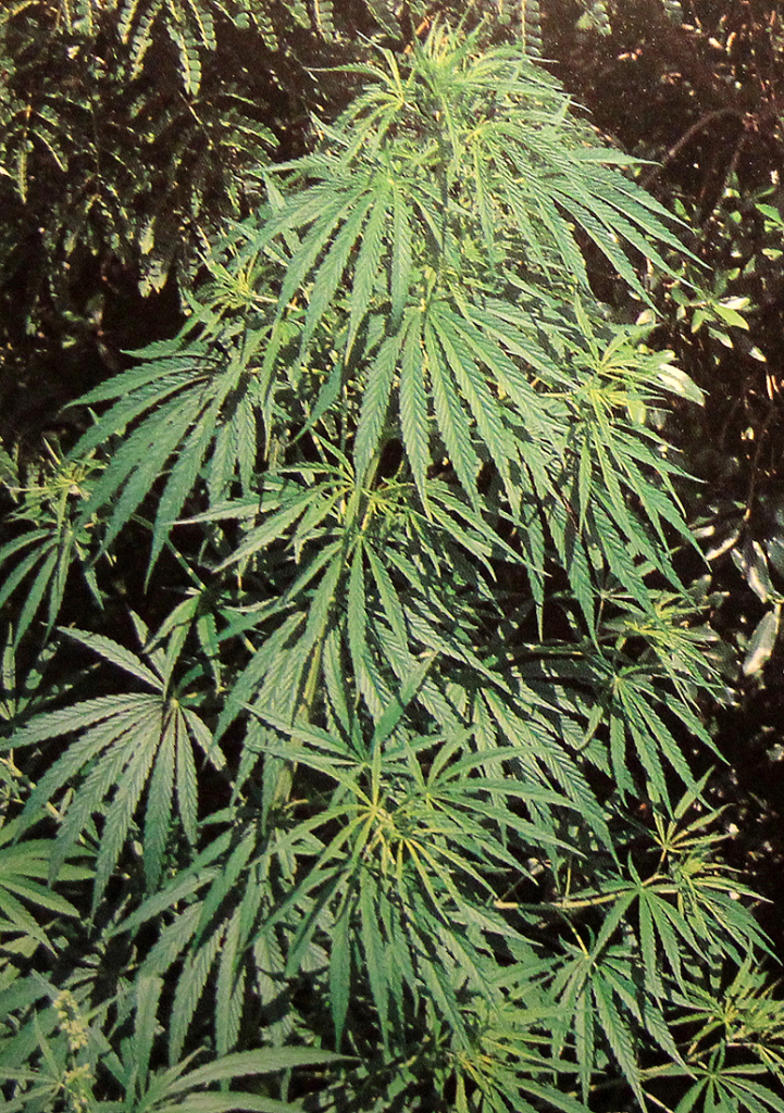 cannabis-pflanze