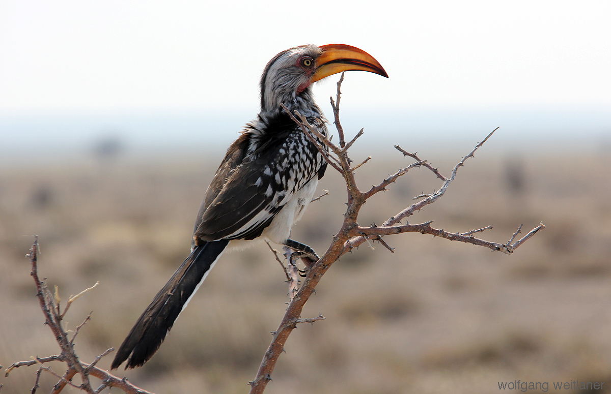 Gelbschnabeltoko, Etosha Nationalpark, Namibia