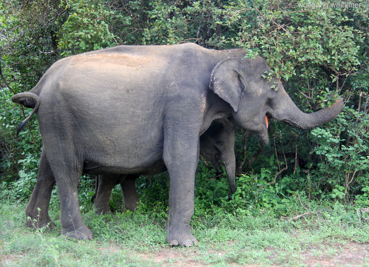 Yala-Nationalpark Sri Lanka 3