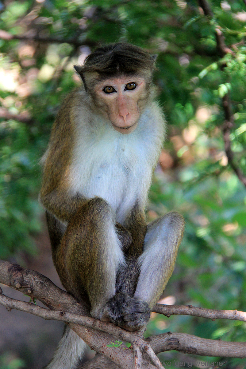 Affe-Sri-Lanka
