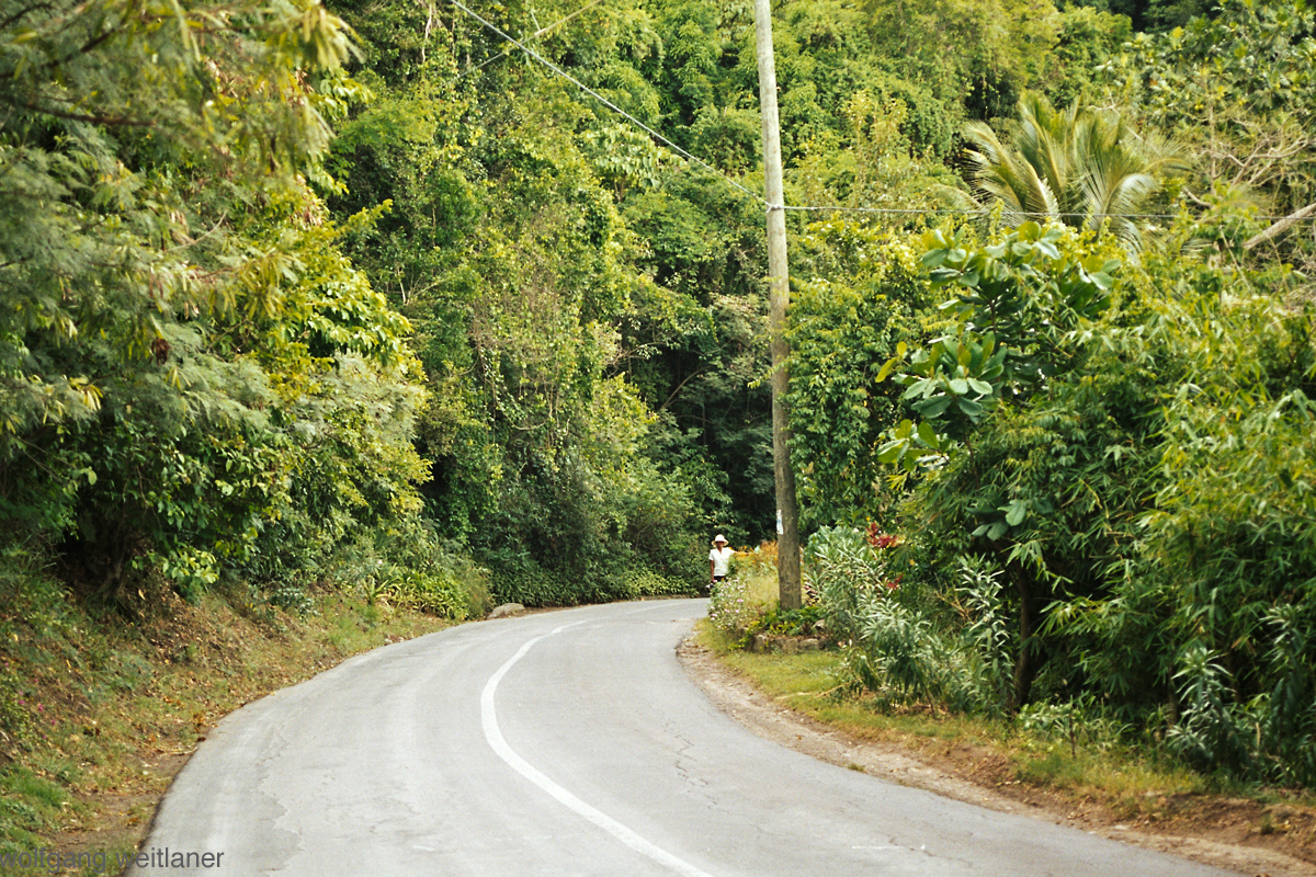 Montserrat-rainforest