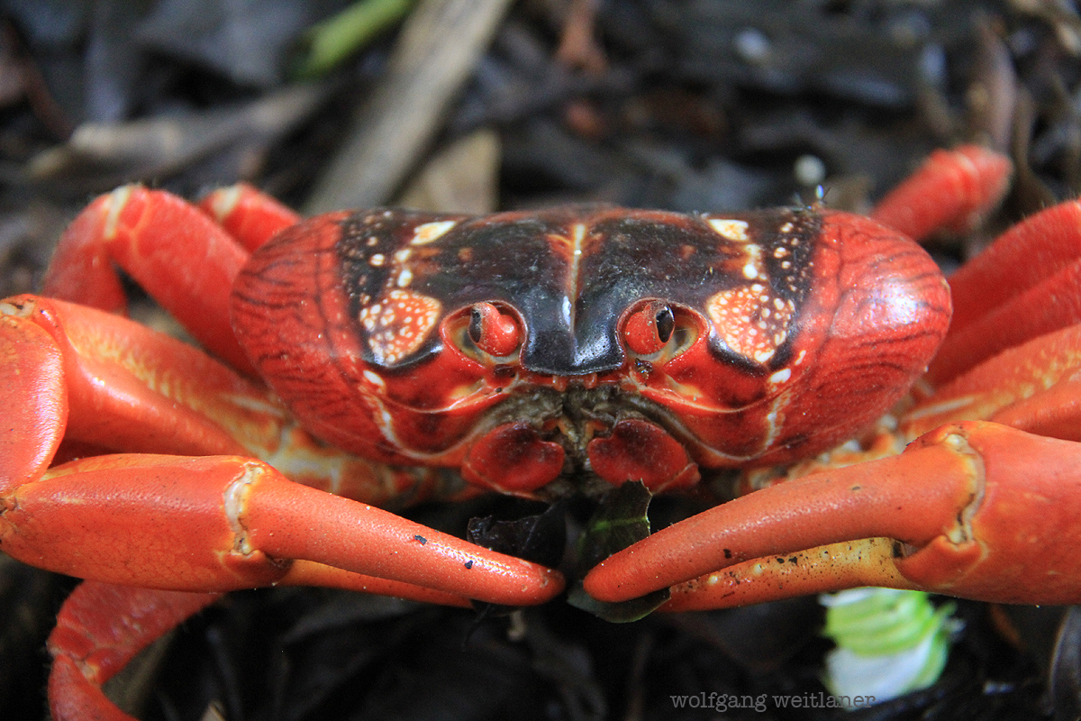 gesicht-red-crab