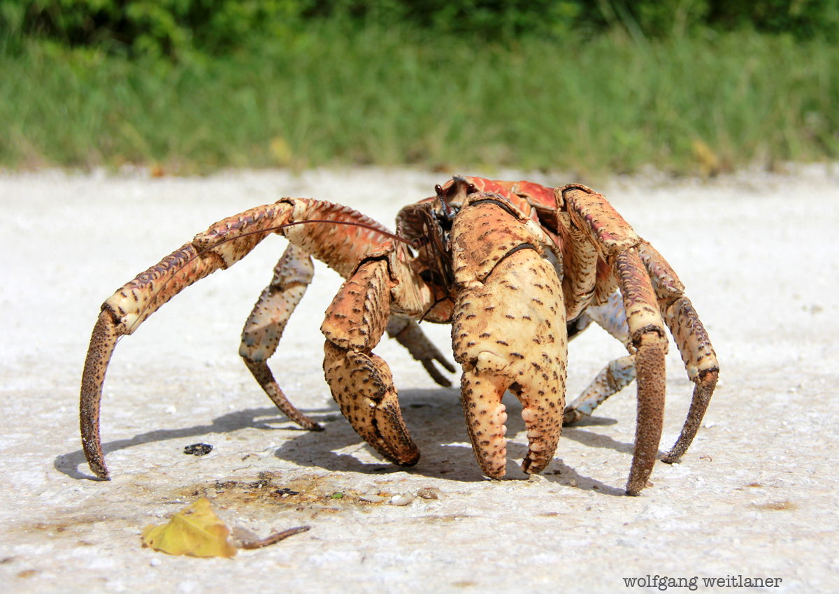 robber-crab2
