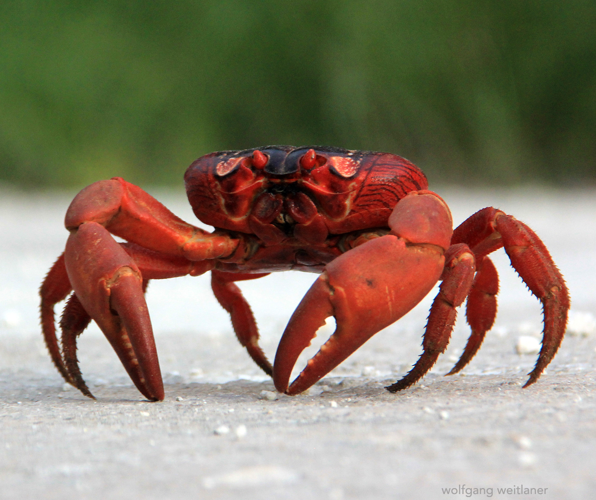 Christmas island red crab 