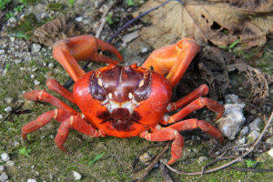 Rote Landkrabbe, Christmas Island, West Australien