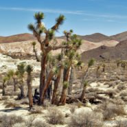 Mojave Desert