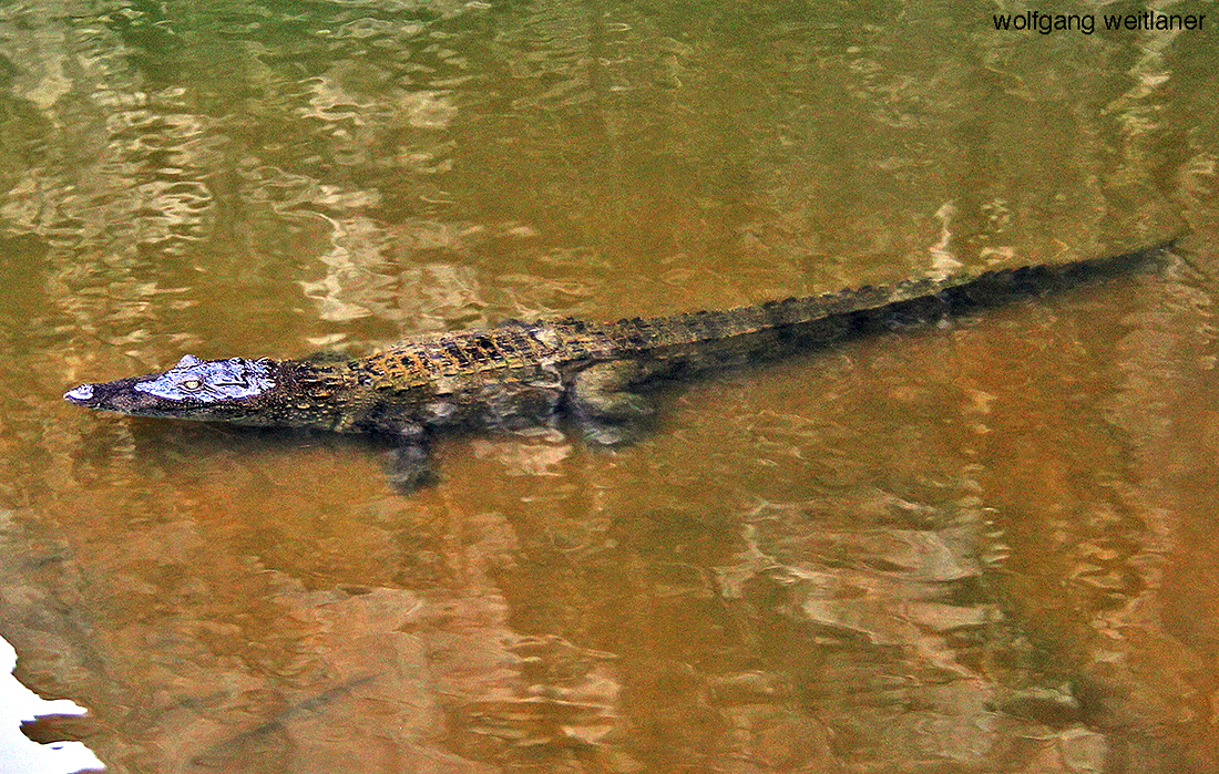 Ein Krokodil, Felsenfestung von Sigiriya, Sri Lanka