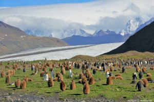 Köningspinguin-Kolonie Fortuna Bay, South Georgia