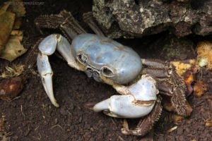 Blue Crab, Weihnachtsinsel (Christmas Island), West-Australien