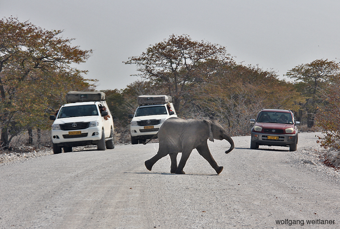 Elefant Etosha Park 