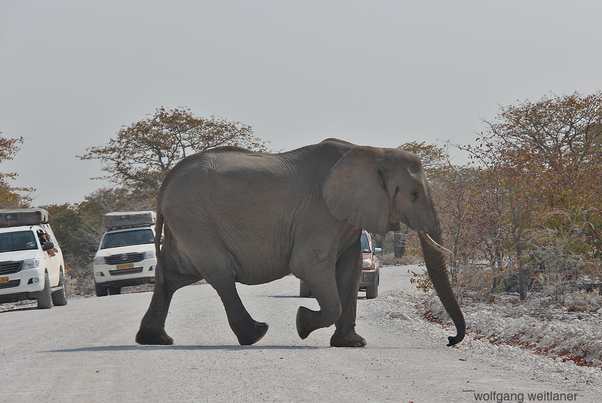 Elefanten im Etosha Nationalpark, Namibia