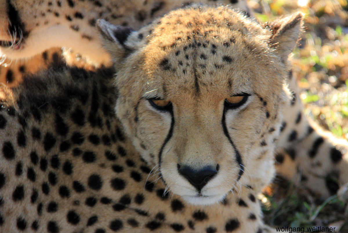 Geparden, Emdoneni Animal Care Centre, Hluhluwe, KwaZulu, Südafrika