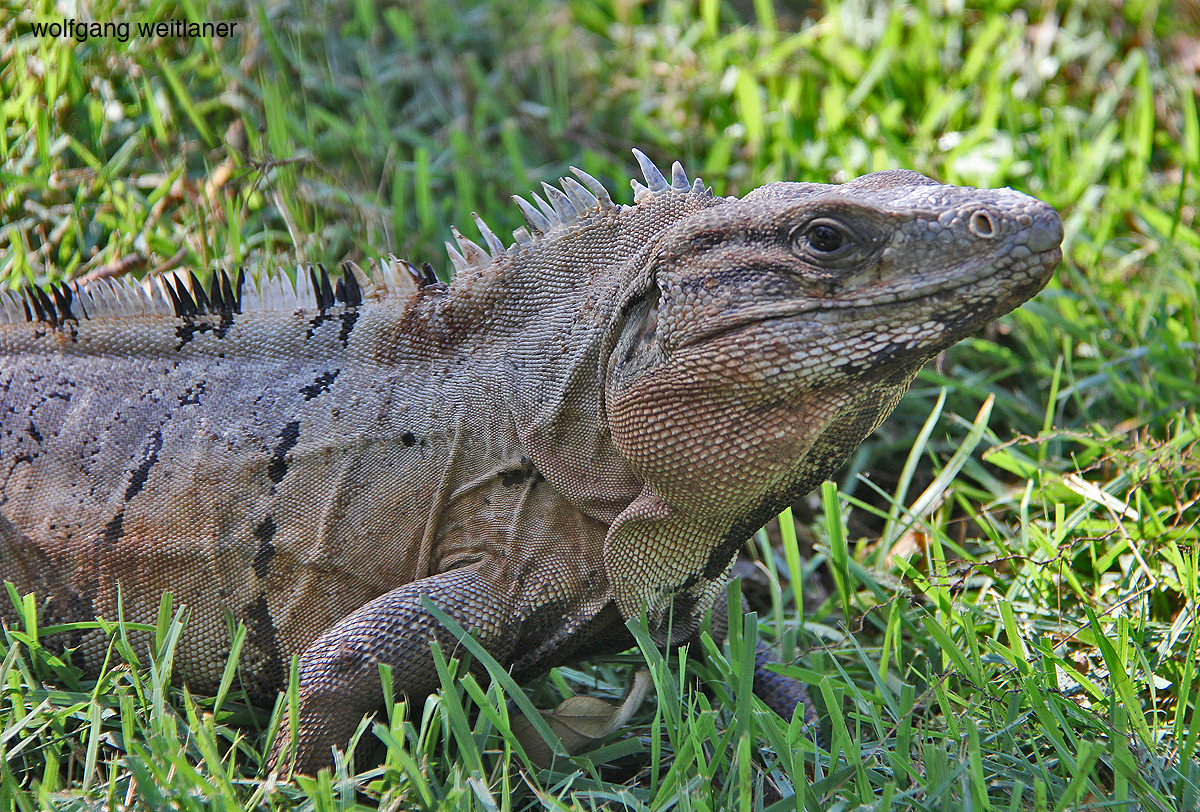 Iguana mexiko 