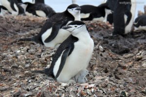 Zügelpinguin mit Nachwuchs, Half Moon Island, Antarctica