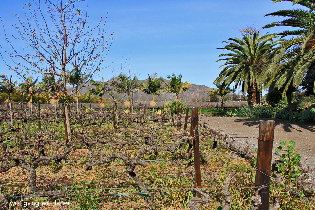 Van Loveren, Südafrika