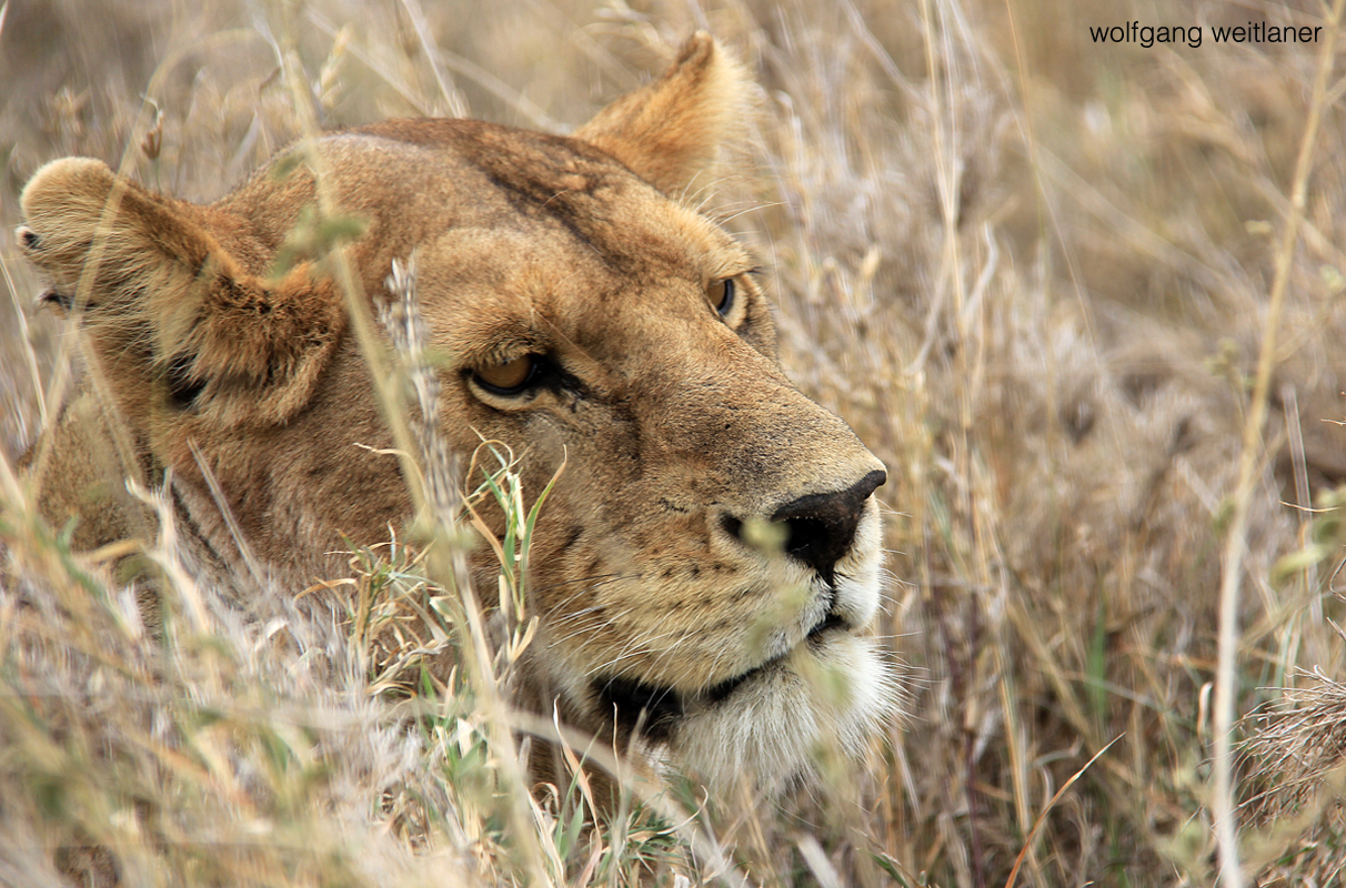 Löwin Serengeti, Tansania 