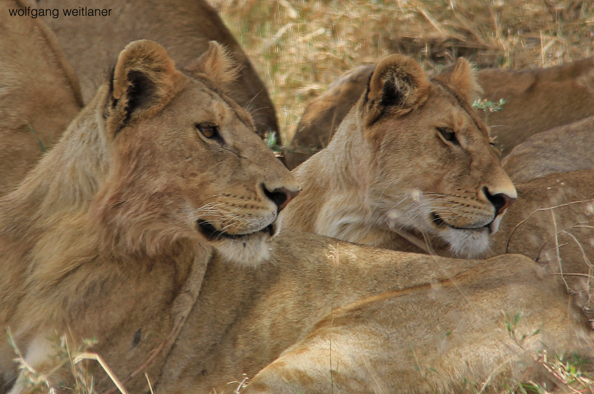 Löwen, Serengeti, Tansania 