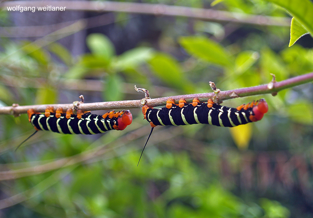 Zwei Raupen eines Schwärmers, Botanischer Garten Roseau, Dominica