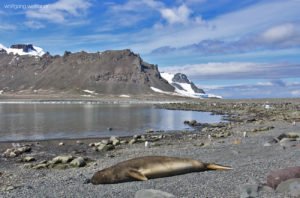 Yankee Harbour, Greenwich Island, South Shetland Is, Antarctica