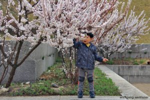 Im Blütenregen, Kirschblütenfest, Gangneung, Korea