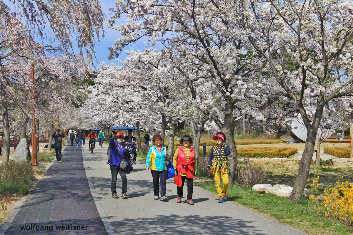 Gangneung - Kirschblütenfest, Korea 