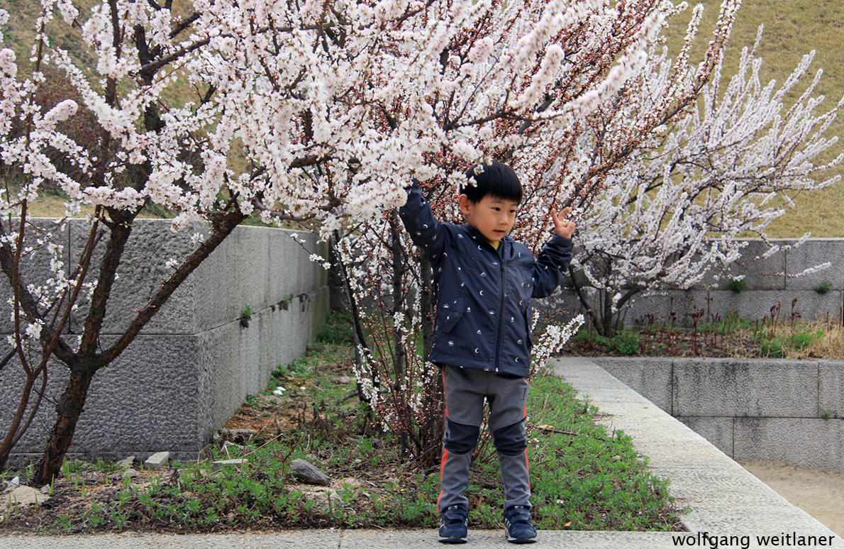 Bub Kirschblütenfest Korea 