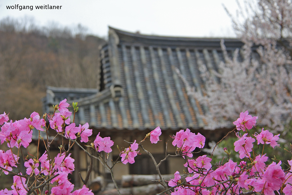 Gangneung,  Kirschblüte, Korea