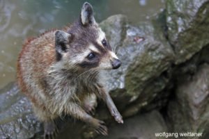 Waschbären, Parc des Mamelles, Bouillante, Guadeloupe, Französische Antillen