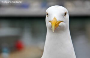 Portrait einer Möwe, Lerwick, Shetland-Inseln, Großbritannien